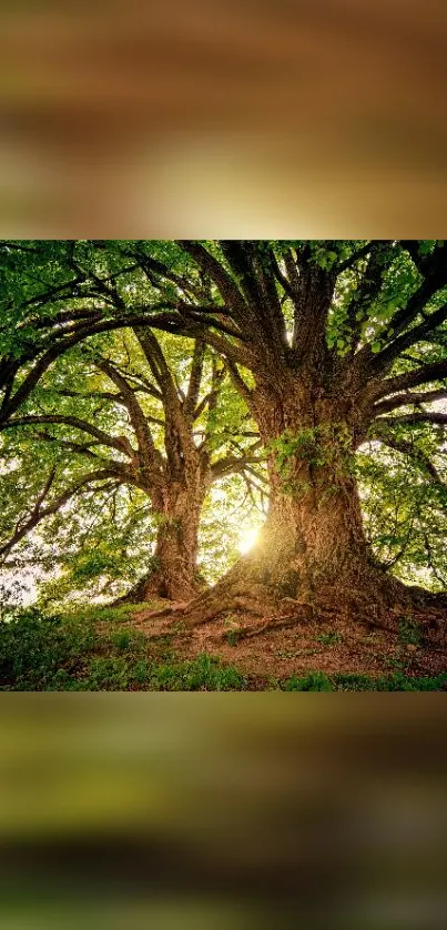 Majestic oak tree with sunlight filtering through.