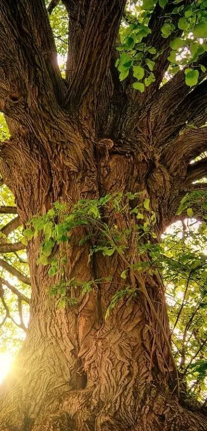 Majestic oak tree with green leaves and sunlight filtering through the branches.