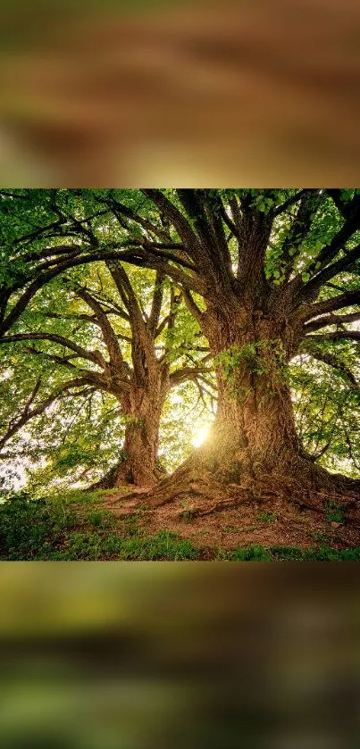 Majestic oak tree with sunlight filtering through leaves.