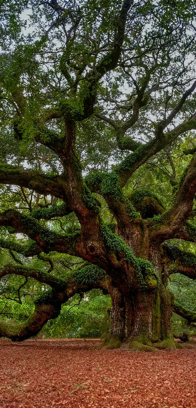 Majestic oak tree with sprawling branches and lush green leaves.