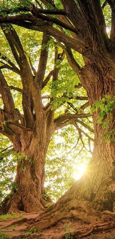 Majestic oak trees with sunlight streaming through in a lush green forest.