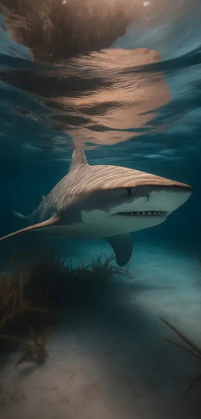 Shark swimming gracefully in the ocean.