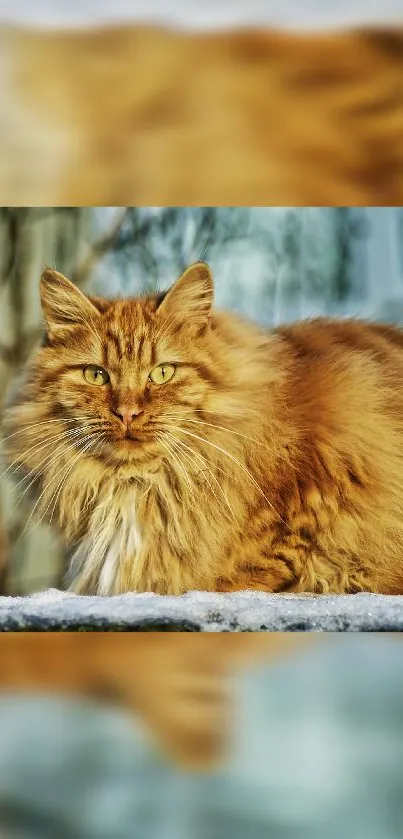 Fluffy orange cat in a serene natural setting, perfect for mobile wallpaper.