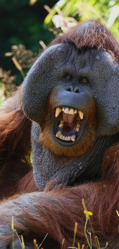 Orangutan sitting in a lush, vibrant natural environment.