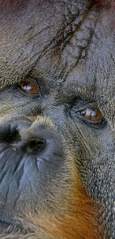 Close-up portrait of an orangutan with textured cheeks and inquisitive eyes.