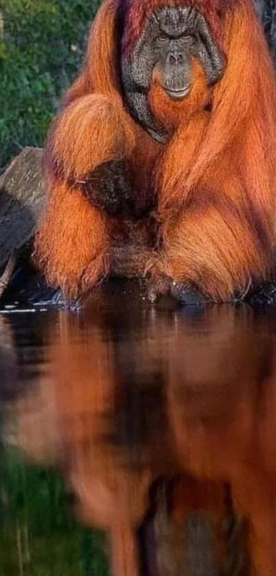 Majestic orangutan reflecting on water in a tranquil forest setting.