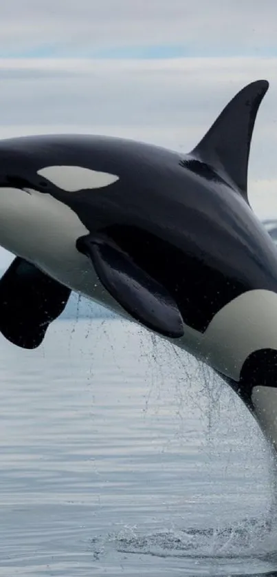 Orca whale leaps from Arctic waters.