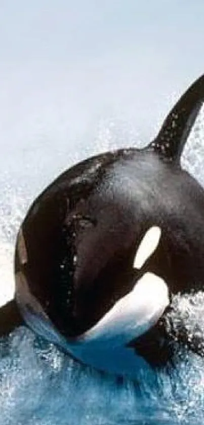 Orca breaching in ocean, splashing waves.