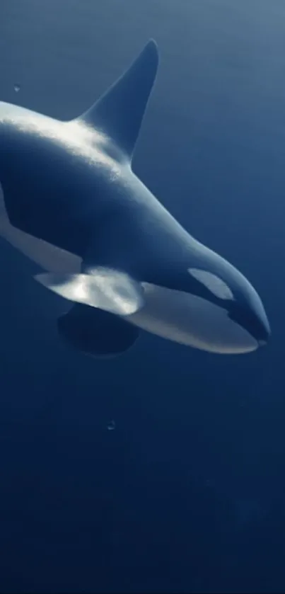 Orca swimming gracefully underwater in the ocean