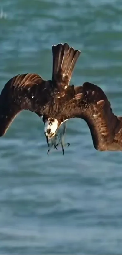 Osprey soaring over the ocean, displaying its impressive wingspan in motion.