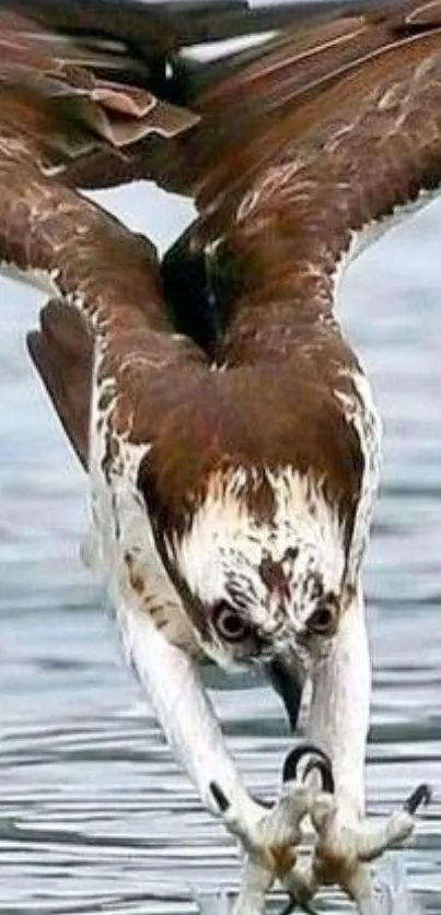 Osprey diving into water with talons extended.