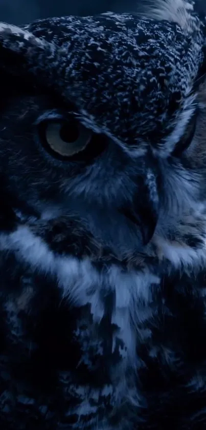 Close-up of a majestic owl in the dark, showcasing its piercing eyes.