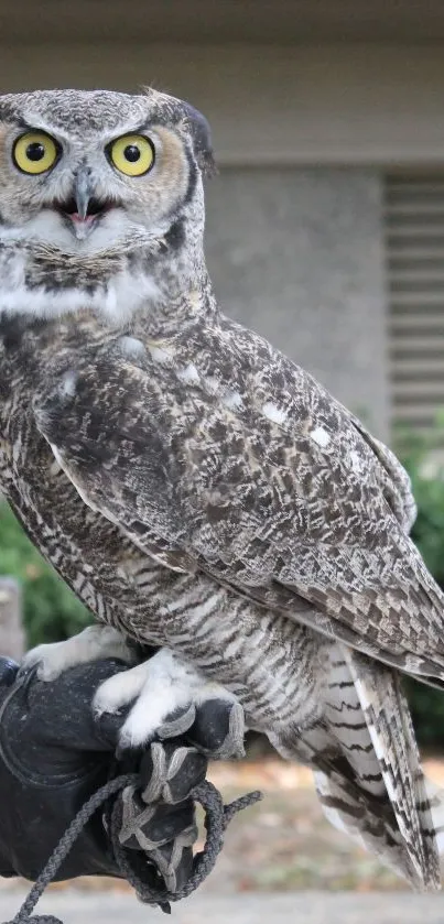 Close-up image of a majestic owl perched with detailed feather patterns.