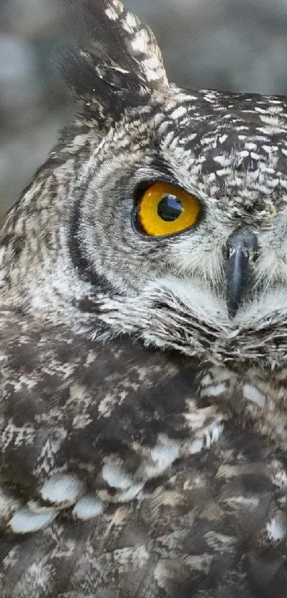 Close-up of a majestic owl with striking yellow eyes and detailed feathers.