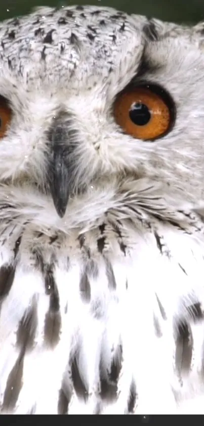 Close-up view of a majestic owl with orange eyes and intricate gray feather details.