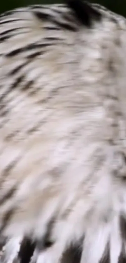 Close-up of a majestic owl with detailed feathers, perfect for nature lovers.