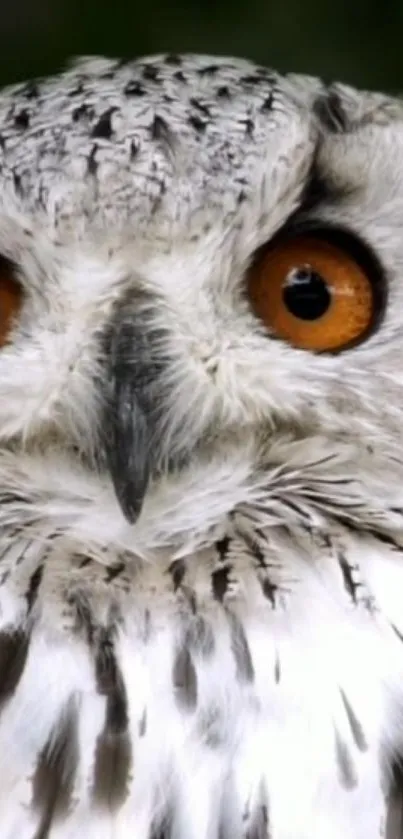 Close-up of a majestic owl with striking orange eyes.