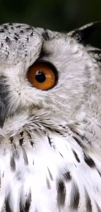 Close-up of an owl with orange eyes, perfect for nature and wildlife wallpaper.