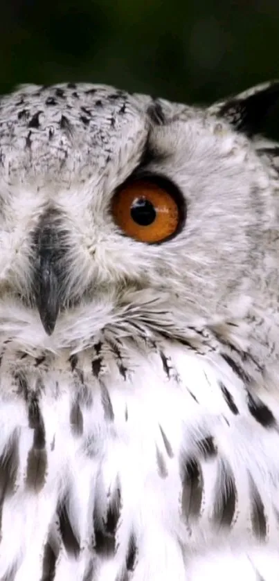 Close-up of a majestic owl with striking orange eyes and detailed feather patterns.