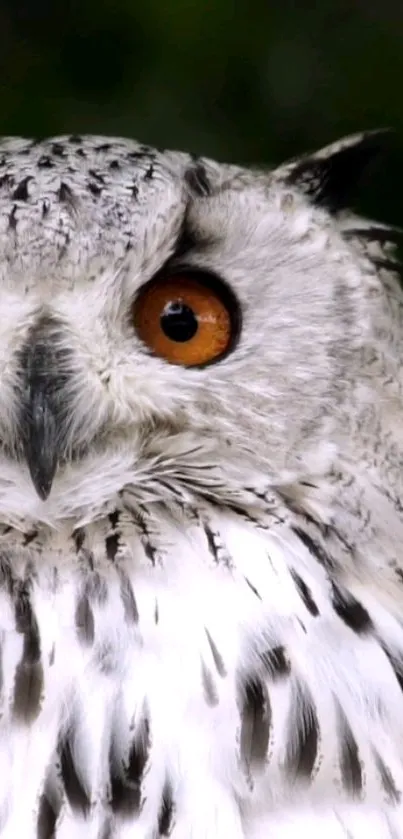 Close-up of a white owl with orange eyes, showcasing detailed feathers.