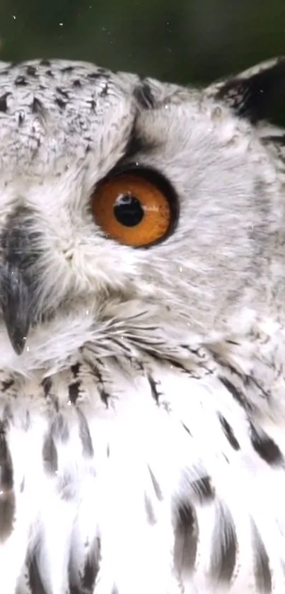 Close-up of a majestic owl with striking orange eyes against a natural backdrop.