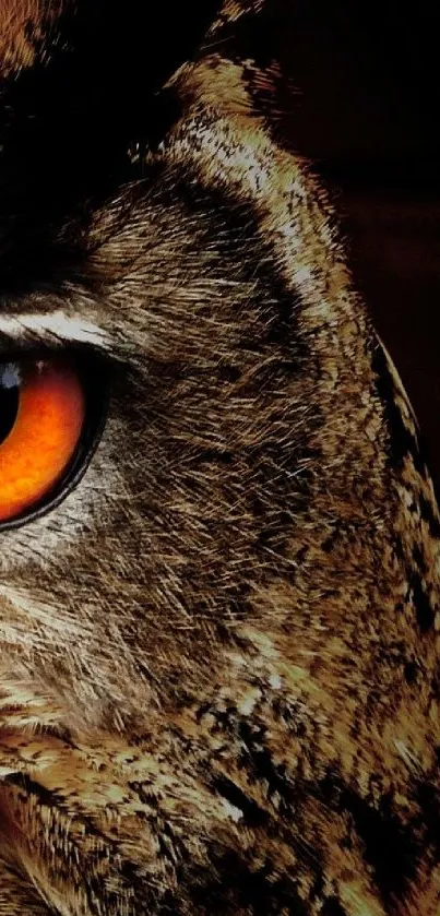 Close-up of owl's orange eye and feathers in a dark themed wallpaper.