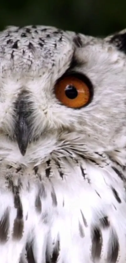 Close-up image of an owl with piercing orange eyes and detailed feathers.