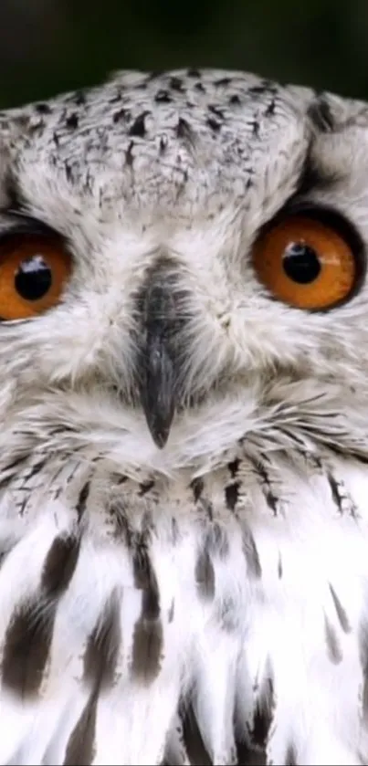 Close-up wallpaper of an owl with vivid orange eyes.