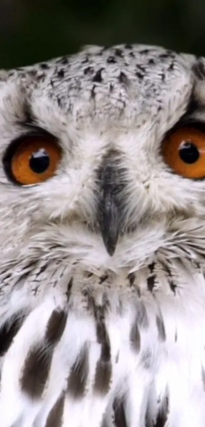 Close-up of owl with vivid orange eyes and detailed white feathers.