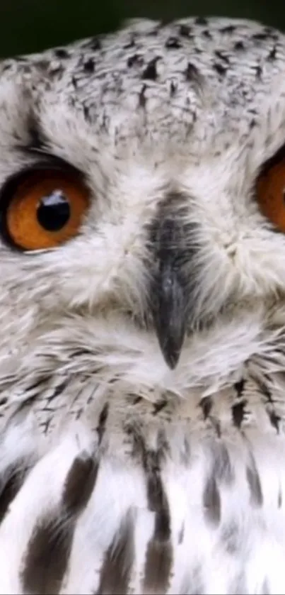 Close-up image of a majestic owl with orange eyes and detailed feathers.