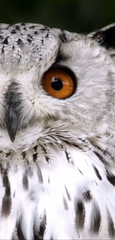 Close-up of a white owl with orange eyes in a detailed mobile wallpaper.