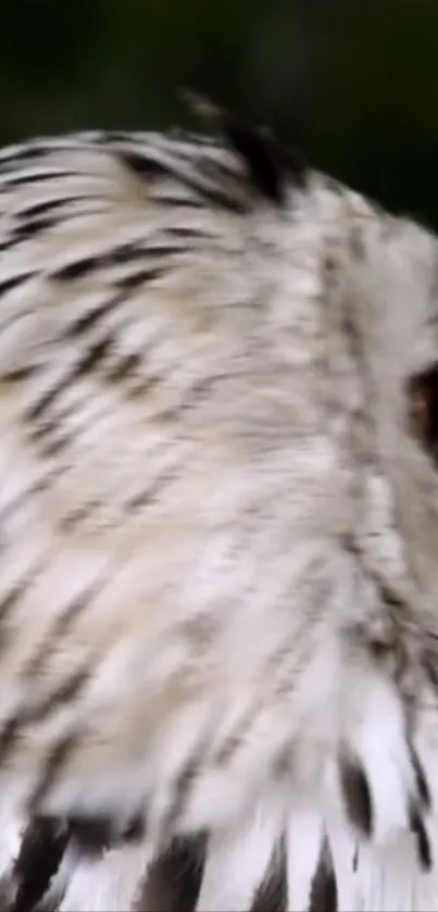 Close-up of majestic owl with detailed feathers on a mobile wallpaper.