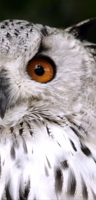 Close-up of an owl with striking orange eyes and white feathers.