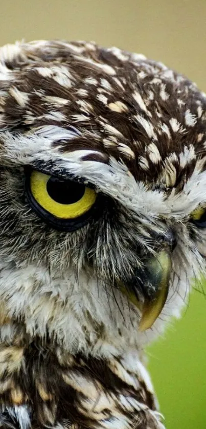 Close-up of a majestic owl with striking yellow eyes and detailed feathers.