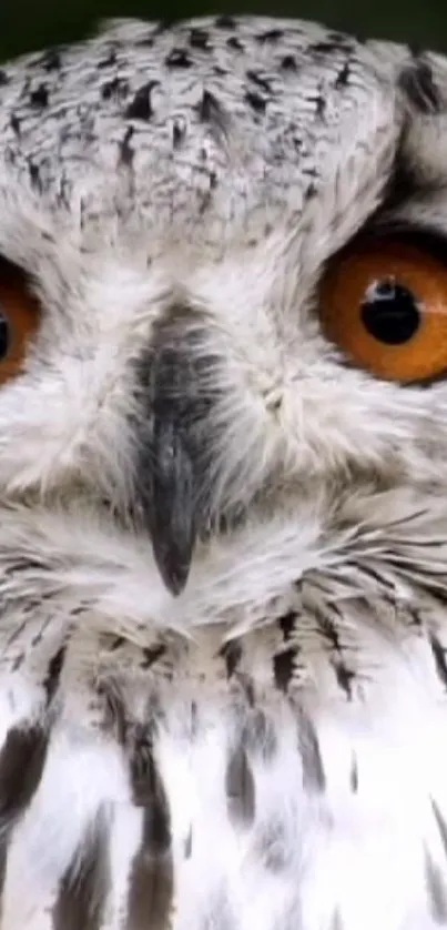 Close-up of a majestic owl with vivid orange eyes.