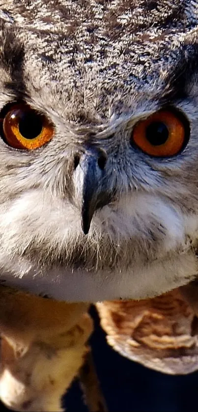 Close-up of owl with striking orange eyes.