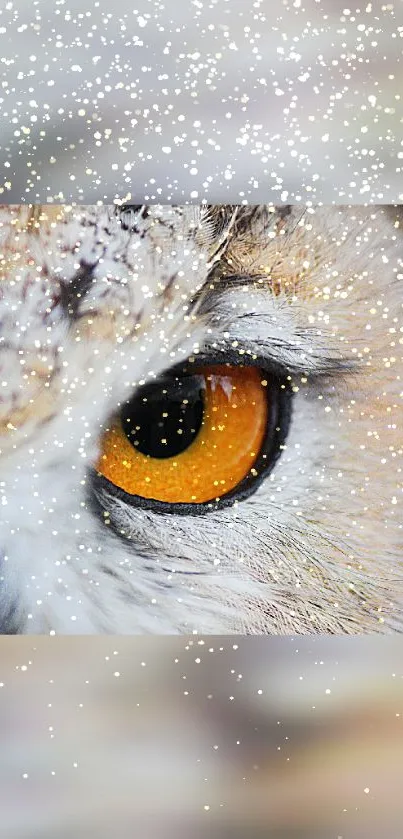 Close-up of a majestic owl's eye with detailed feathers.