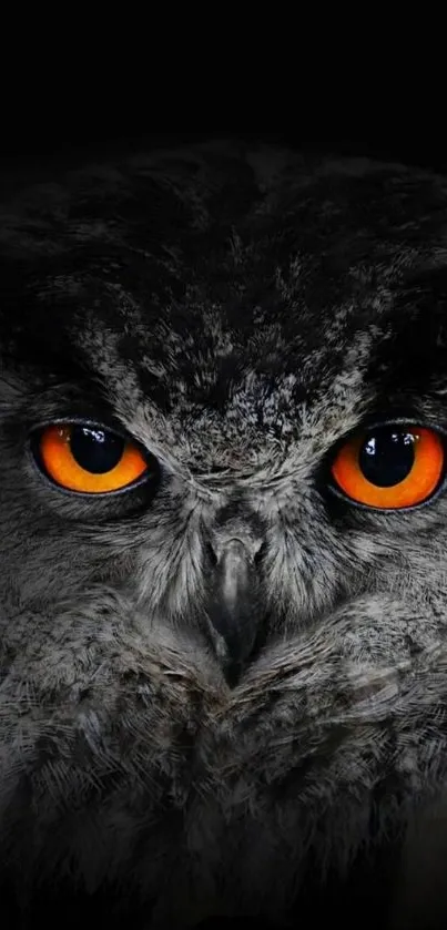 Close-up of owl eyes with striking orange against a black background.