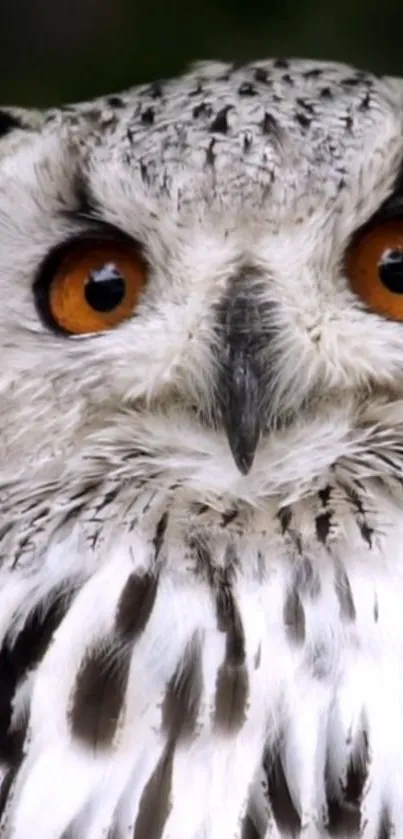 Close-up of an owl with striking amber eyes.