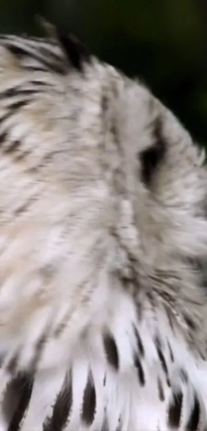 Close-up of owl feathers with soft gray and white tones.