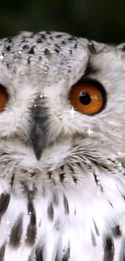 Close-up of a majestic owl with glittering accents on its feathers.