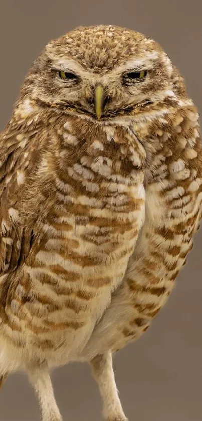 Brown owl perched in tranquil pose with soft, blurred background.