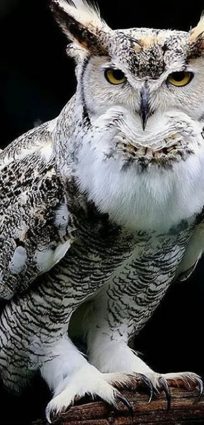 Majestic owl perched in darkness.