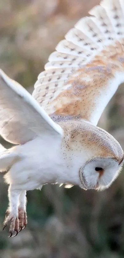 An owl gracefully flying with wings spread, showcasing detailed feathers.