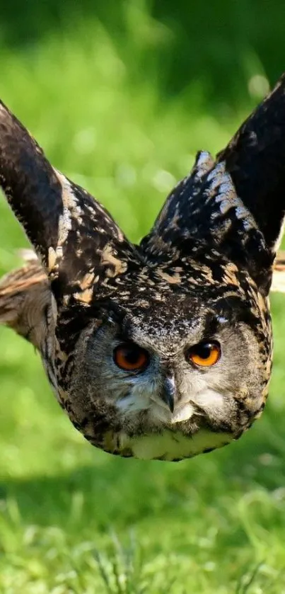 Majestic owl in flight over green grass.