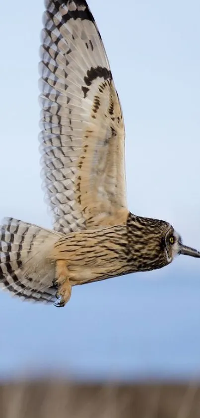 Owl gracefully flying across a clear sky.