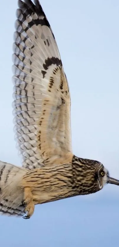 Owl soaring gracefully against a soft sky.