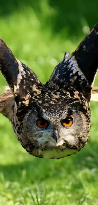 Flying owl in nature with green background.