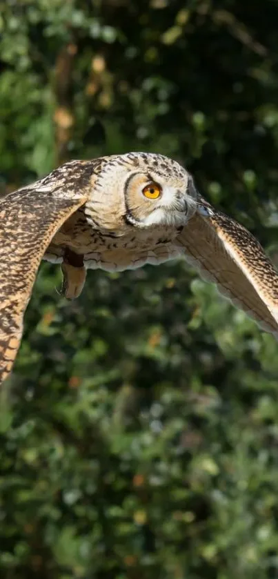 Majestic owl soaring through lush green forest.