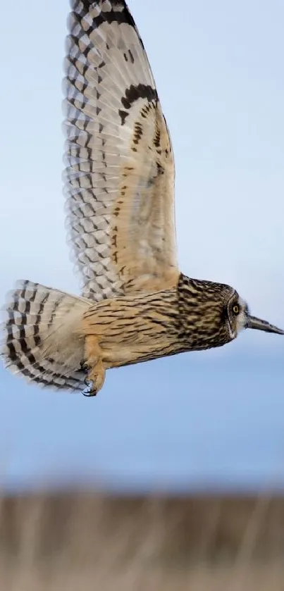 Majestic owl flies gracefully against a light blue sky.